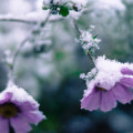 Blumen Winter Foto