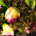 Blumenstrauß Foto