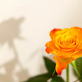 Rose Valentinstag