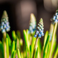 hyazinthe blume