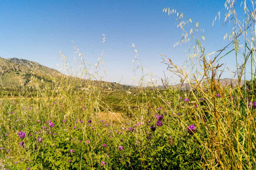 Kreta Blumen Berge Flora Foto