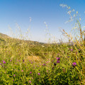 Kreta Blumen Berge Flora Foto