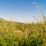 Kreta Blumen Berge Flora Foto
