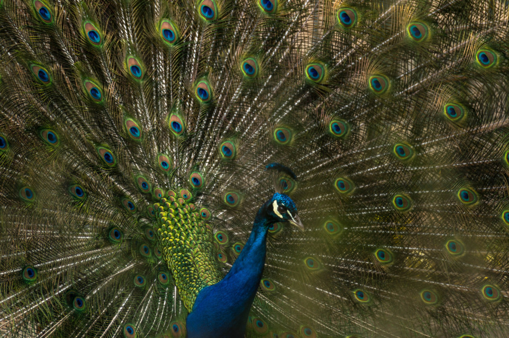 Blauer Pfau Foto Tiergehege Bremen