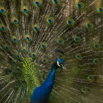 Blauer Pfau Foto Tiergehege Bremen