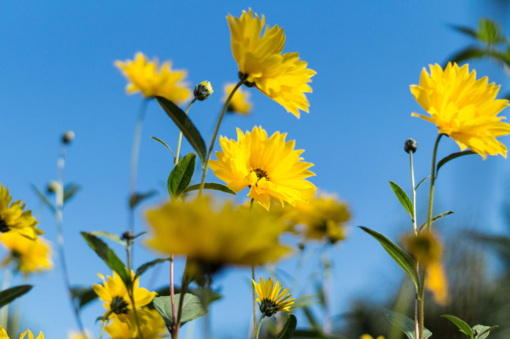 Blume III-2