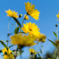 Blumen Foto